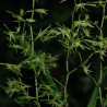 ANGRAECUM CALCEOLUS