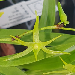 ANGRAECUM CALCEOLUS FORM LITOFITA FIANARANTSOA MADAGASCAR