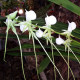 ANGRAECUM LONGICALCAR