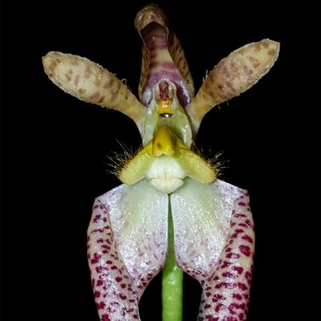 BULBOPHYLLUM LASIOCHILUM