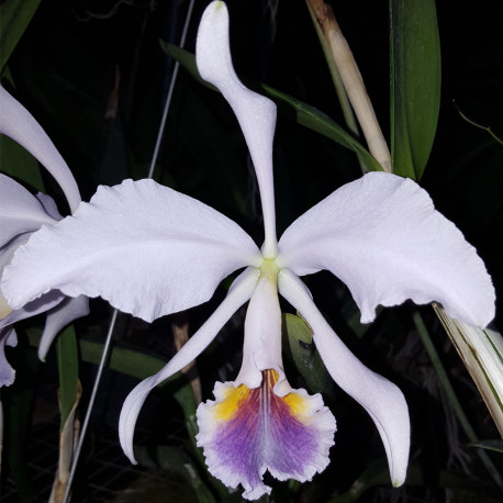 CATTLEYA LABIATA COERULEA