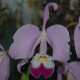 CATTLEYA WARNERII