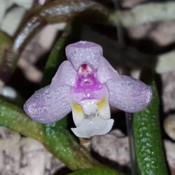 CLEISOSTOMA SCOLOPENDRA