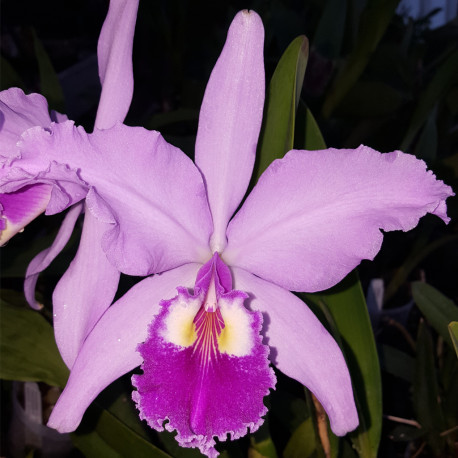 CATTLEYA WARSCEWICZII