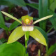 COELOGYNE CARINATA