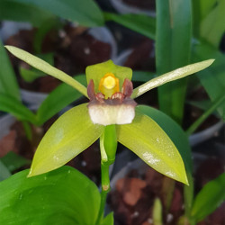COELOGYNE CARINATA