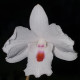 DENDROBIUM ANNAE