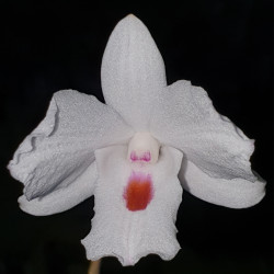 DENDROBIUM ANNAE