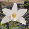 DENDROBIUM AURICULATUM