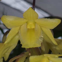 DENDROBIUM CERINUM