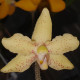 DIMORPHORCHIS ROSSII