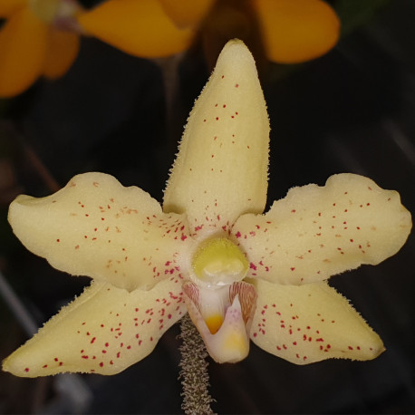 DIMORPHORCHIS ROSSII