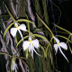 EPIDENDRUM FALCATUM