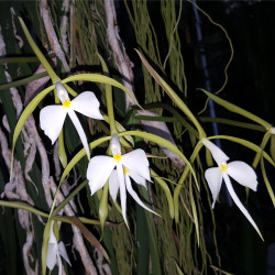 EPIDENDRUM FALCATUM