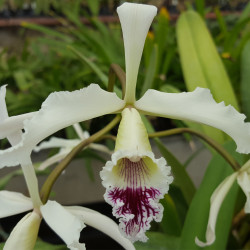 LAELIA CRISPA