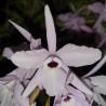 LAELIA RUBESCENS