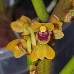 LUISIA ZOLLINGERII