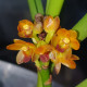 LUISIA ZOLLINGERII X VANDA GARAYI