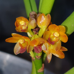 LUISIA ZOLLINGERII X VANDA GARAYI