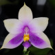 PHALAENOPSIS BELLINA BLUE