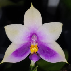 PHALAENOPSIS BELLINA BLUE