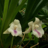 COCHLEANTHES CANDIDA
