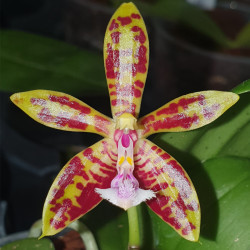 PHALAENOPSIS MANNII X CORNINGIANA