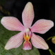 PHALAENOPSIS SCHILLERIANA X LITTLE FOX
