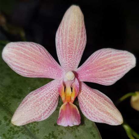PHALAENOPSIS SCHILLERIANA X LITTLE FOX
