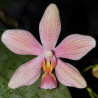 PHALAENOPSIS SCHILLERIANA X LITTLE FOX