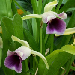 COCHLEANTHES DISCOLOR