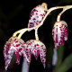 PLEUROTHALLIS RESTREPIOIDES