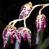 PLEUROTHALLIS RESTREPIOIDES