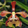 VANDA ROEBLINGIANA NICE AND DARK