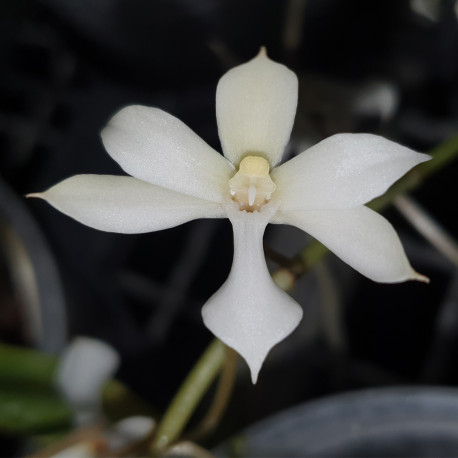 AERANGIS KOTSCHYANA X DECCARIANA
