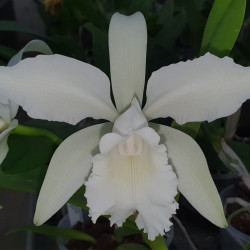 CATTLEYA LODDIGESII ALBA X SCHROEDERAE