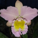 CATTLEYA MOUNT HOOD DELCOPRINT