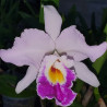 CATTLEYA OAKWOOD BETA