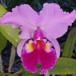 CATTLEYA PALATINE