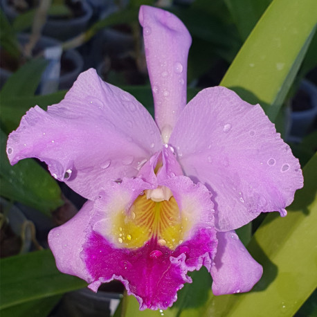 CATTLEYA PETERSII WESTONBIRD