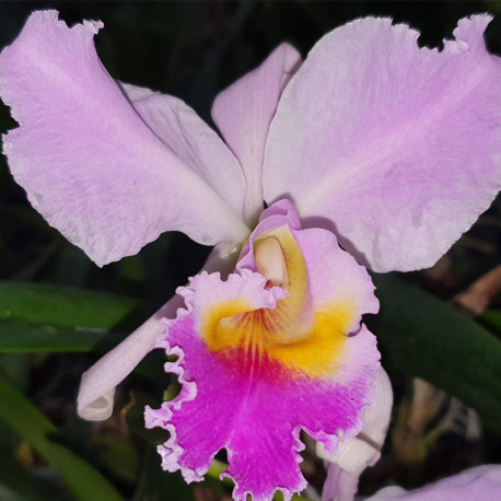 CATTLEYA UNIQUE