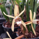 COELOGYNE DAYANA