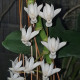 AERANGIS ELLISII