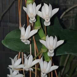 AERANGIS ELLISII
