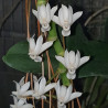AERANGIS ELLISII