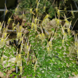 BORBOSELLA DUSENII