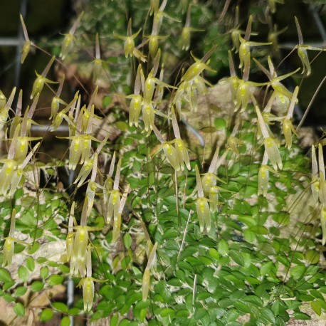 BORBOSELLA DUSENII