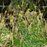 BORBOSELLA DUSENII