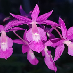 BARKERIA SCADENS