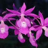 BARKERIA SCADENS
